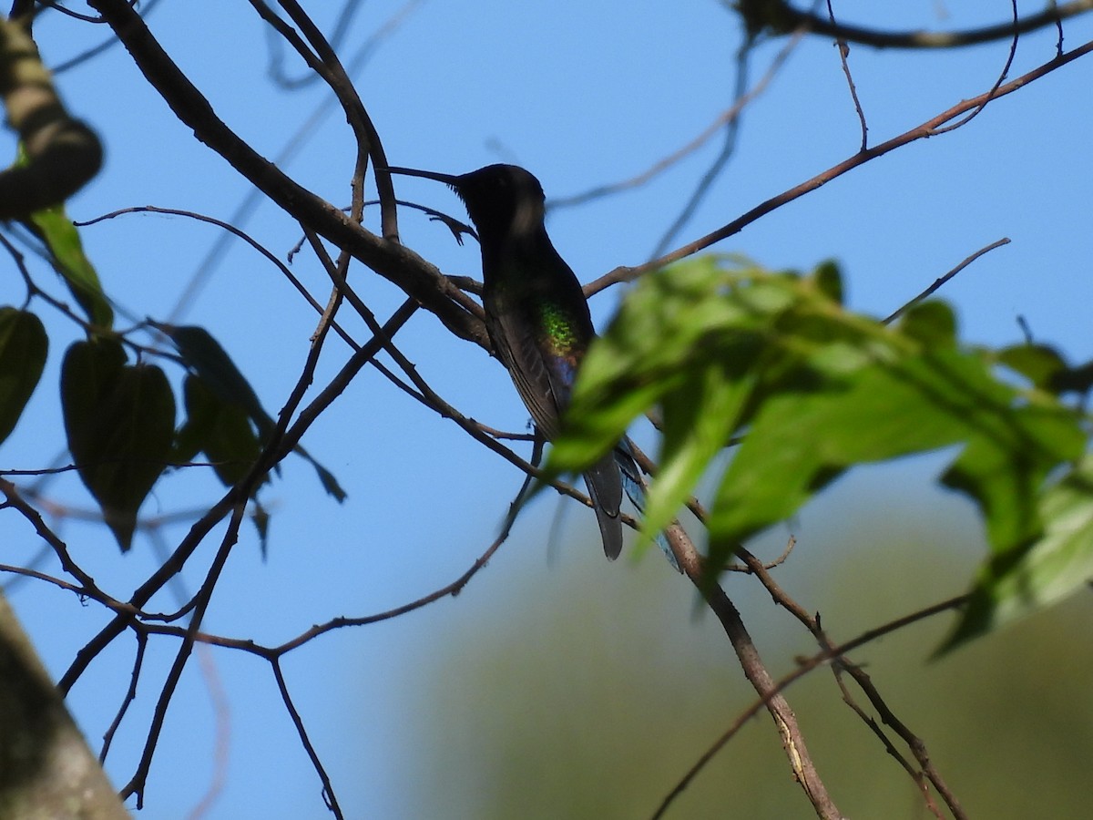 Swallow-tailed Hummingbird - ML620490633