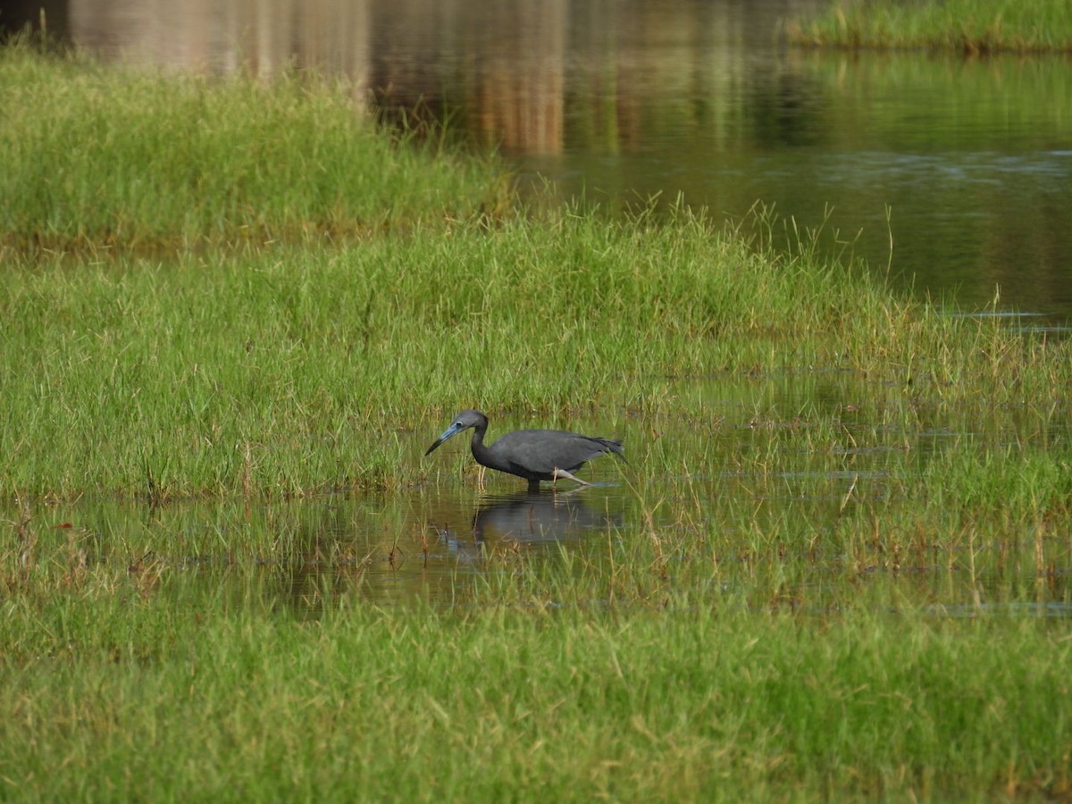 Little Blue Heron - ML620490640