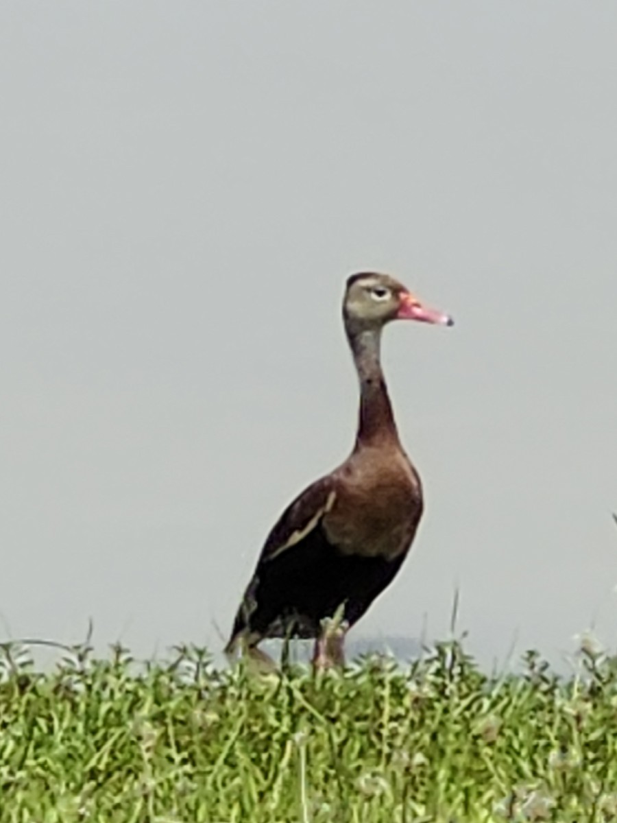 Black-bellied Whistling-Duck - ML620490641
