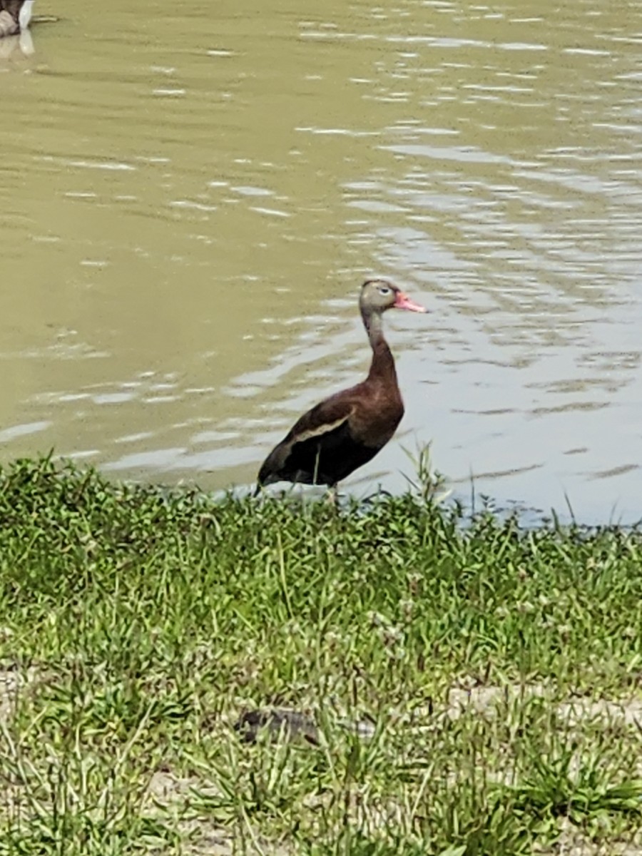 Black-bellied Whistling-Duck - ML620490643
