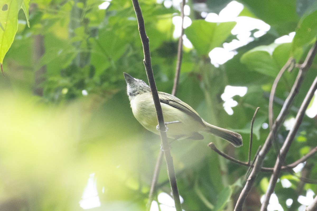 Gray-crowned Flatbill - ML620490645