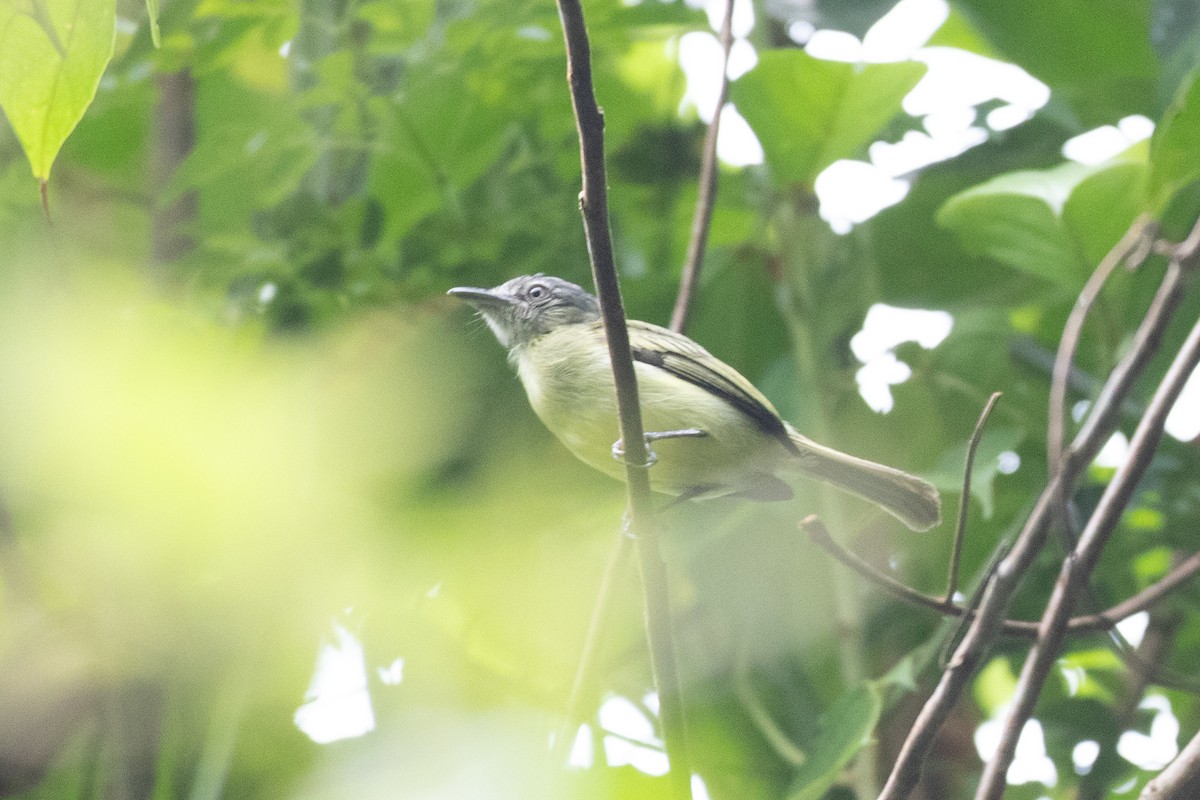 Gray-crowned Flatbill - ML620490646