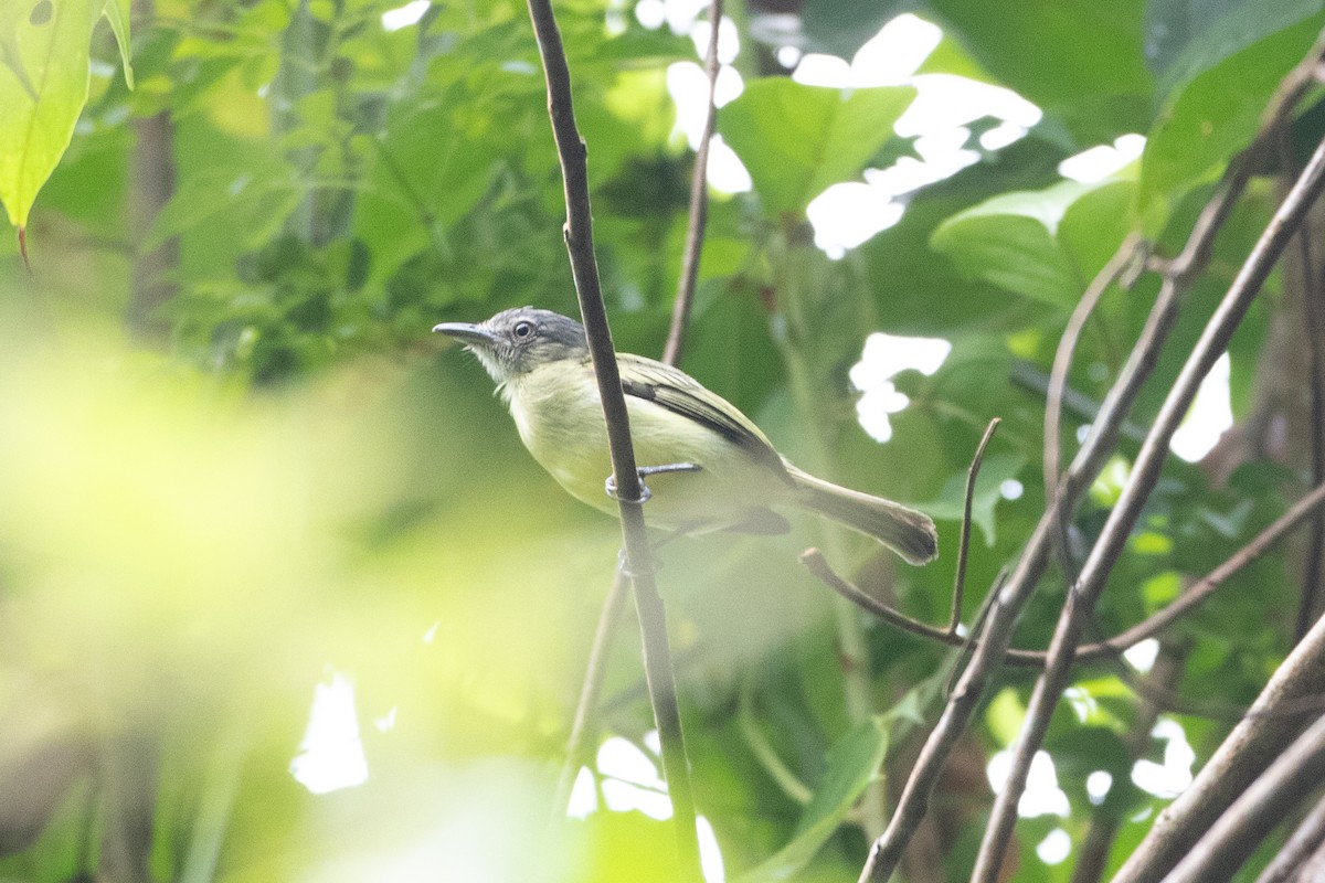 Gray-crowned Flatbill - ML620490647