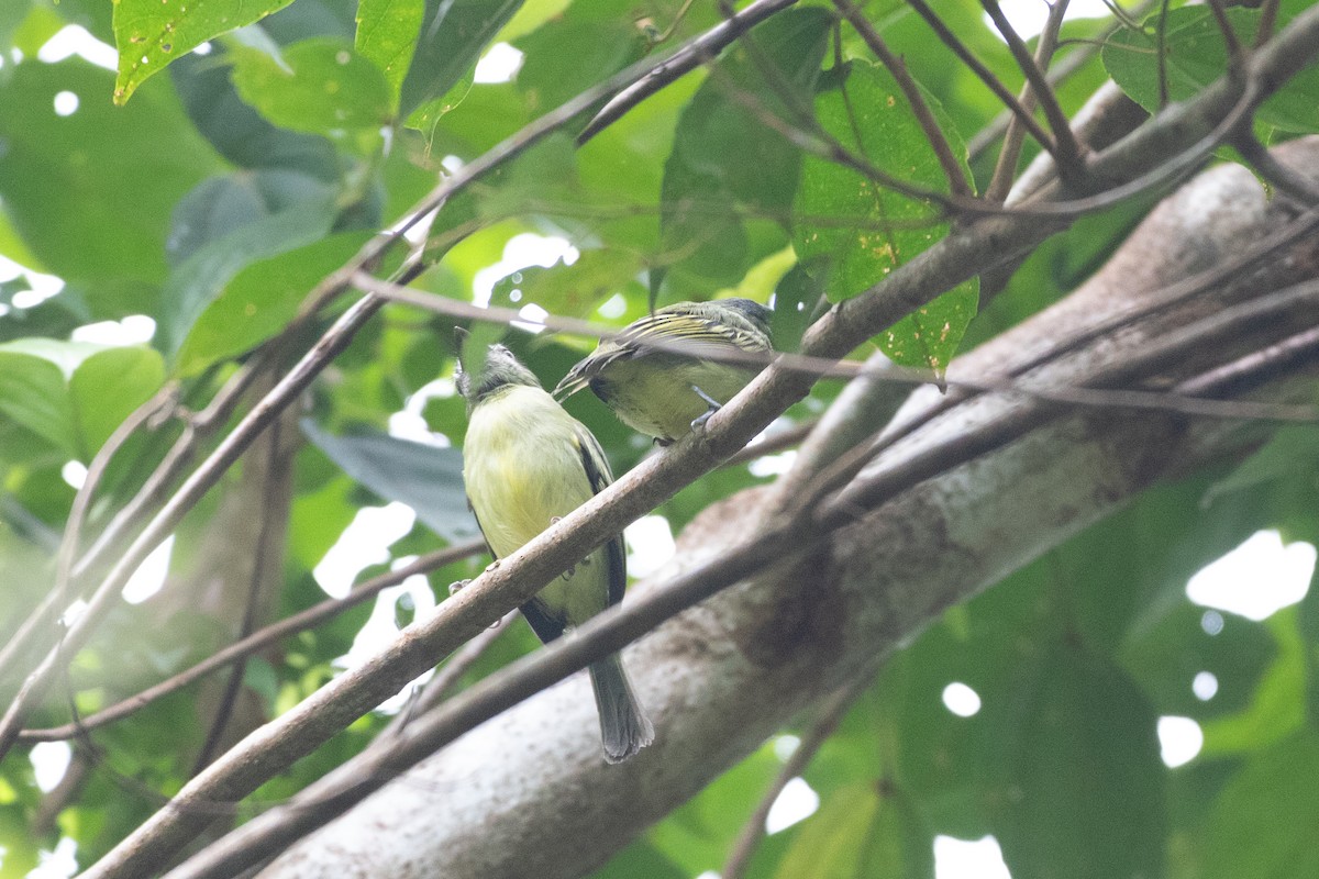 Gray-crowned Flatbill - ML620490648