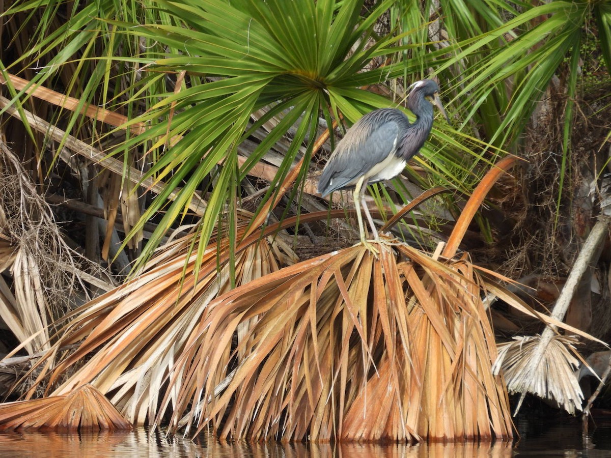 Tricolored Heron - ML620490650