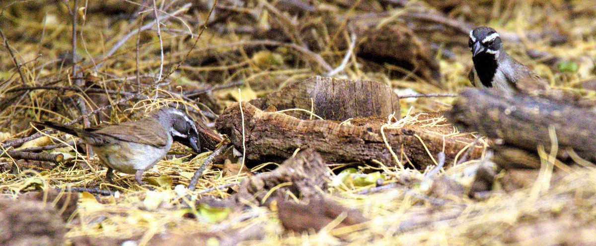 Black-throated Sparrow - ML620490654