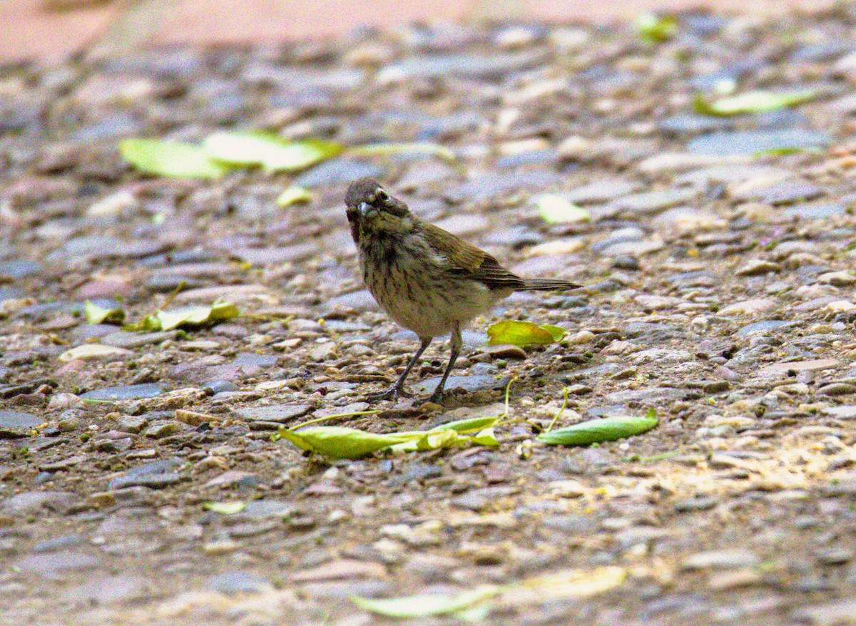 Black-throated Sparrow - ML620490655