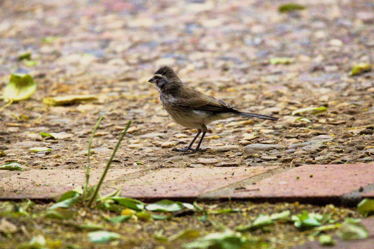 Black-throated Sparrow - ML620490656