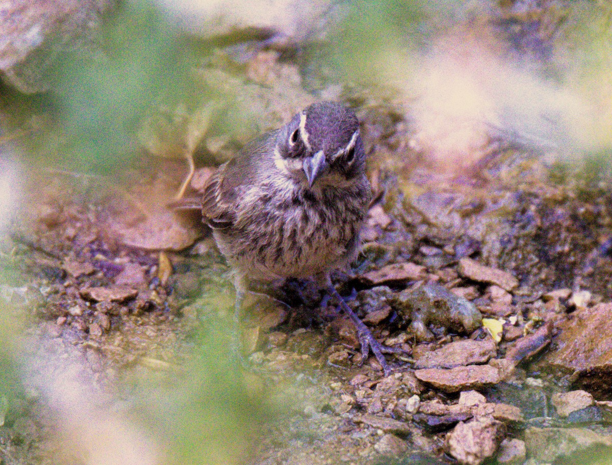 Black-throated Sparrow - ML620490657