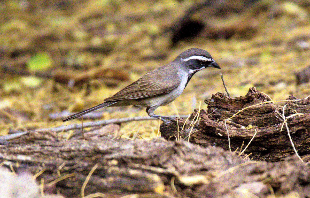 Black-throated Sparrow - ML620490658