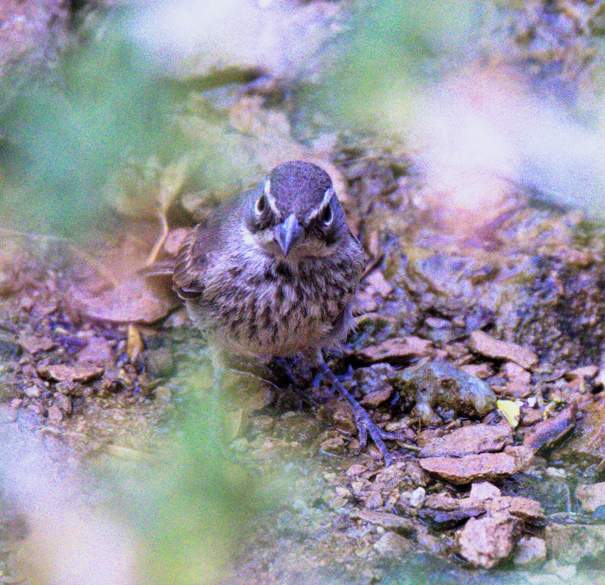 Black-throated Sparrow - ML620490659