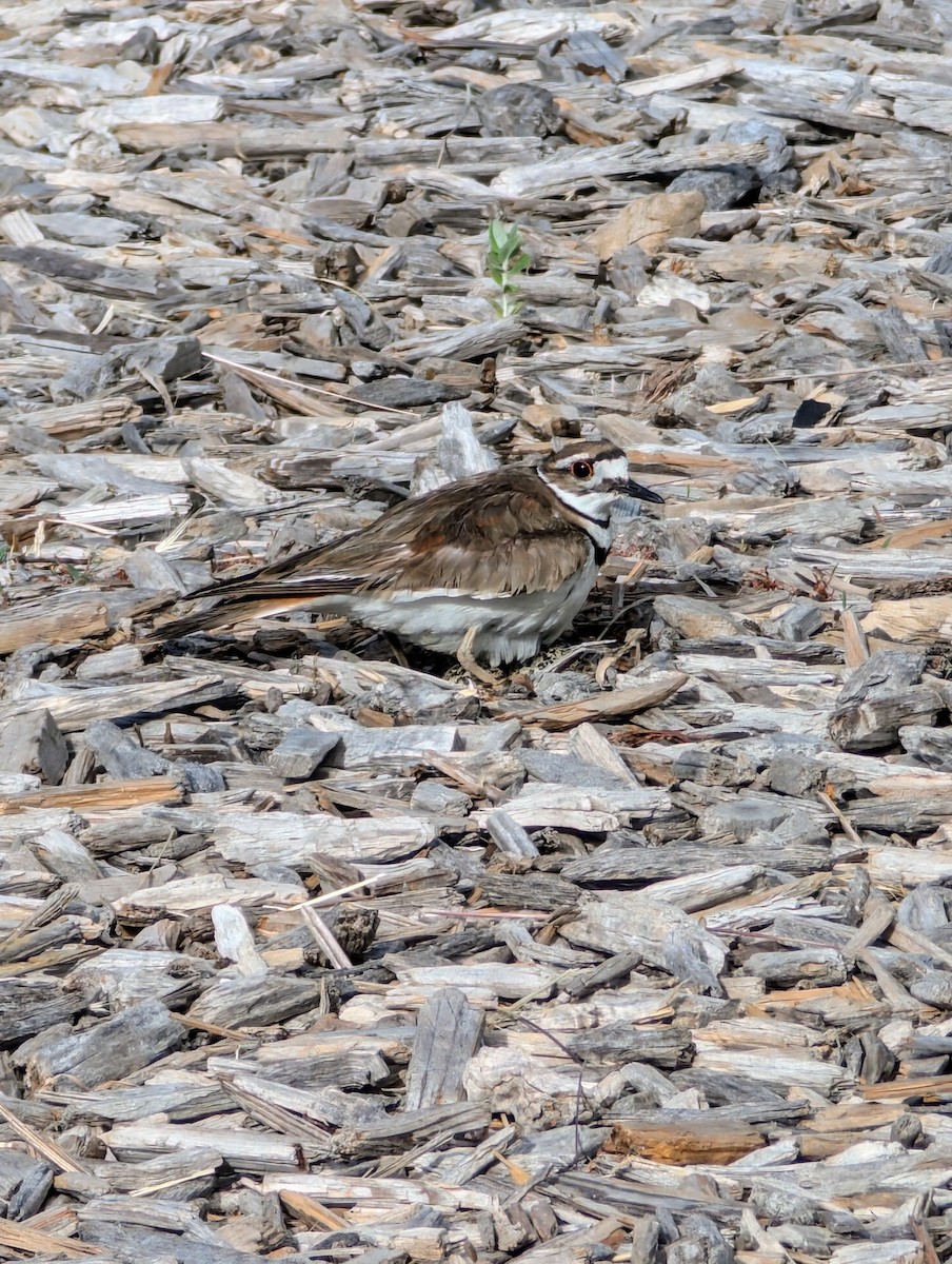 Killdeer - ML620490666