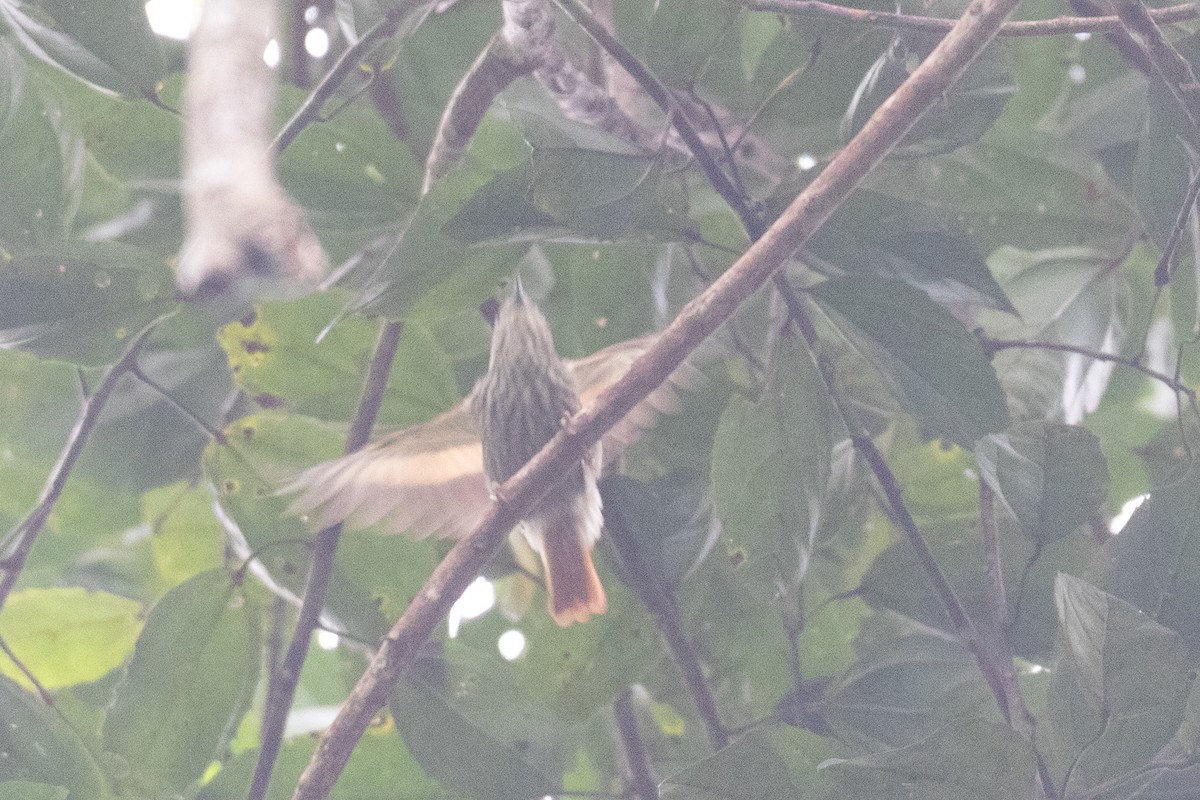 Rufous-tailed Xenops - ML620490668