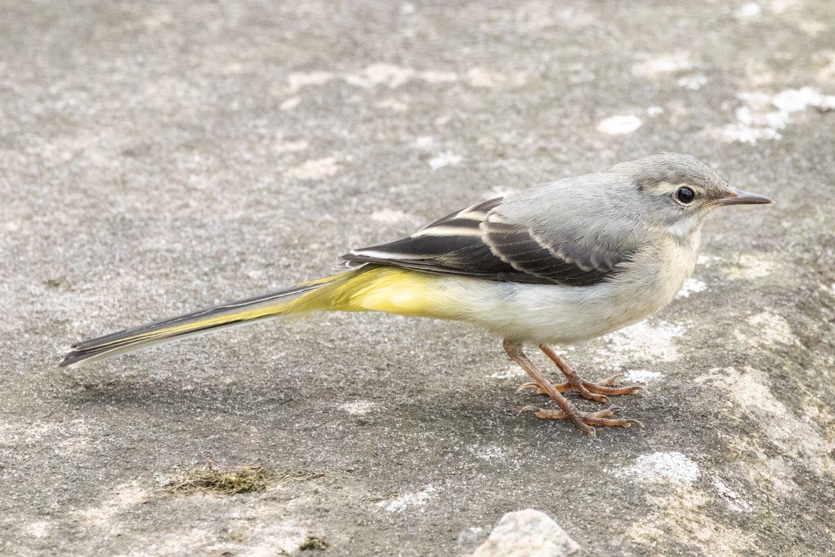 Gray Wagtail - ML620490675