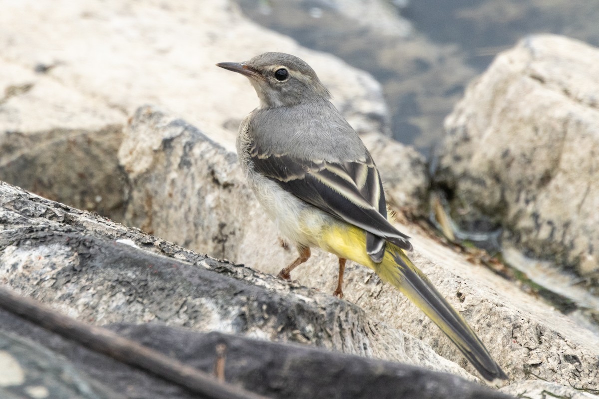 Gray Wagtail - ML620490684