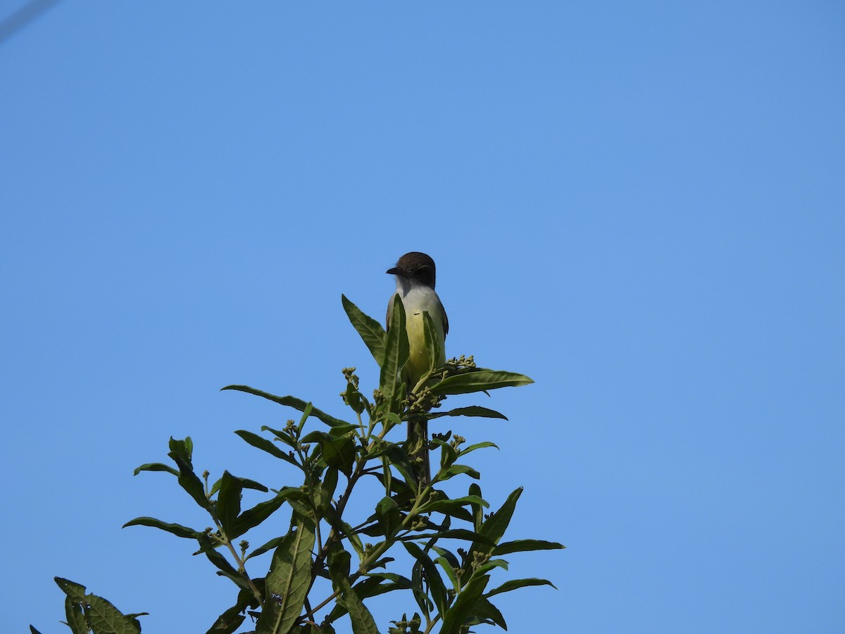 Short-crested Flycatcher - ML620490688