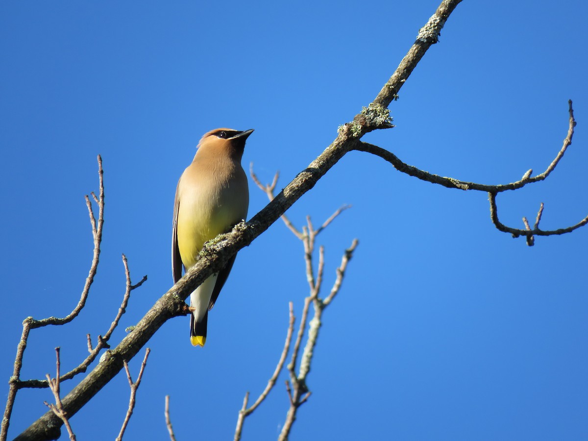 Cedar Waxwing - ML620490691