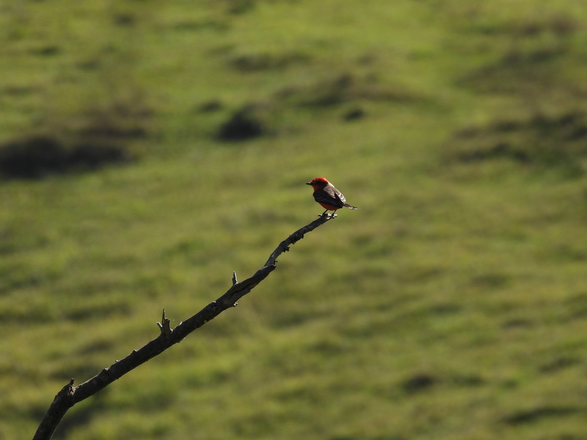 Vermilion Flycatcher - ML620490694