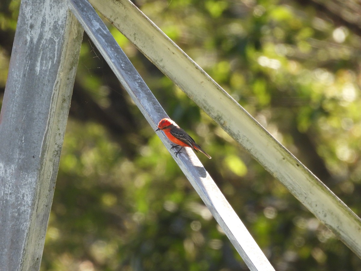 Vermilion Flycatcher - ML620490700