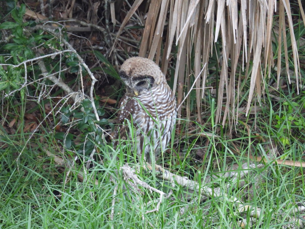 Barred Owl - ML620490702