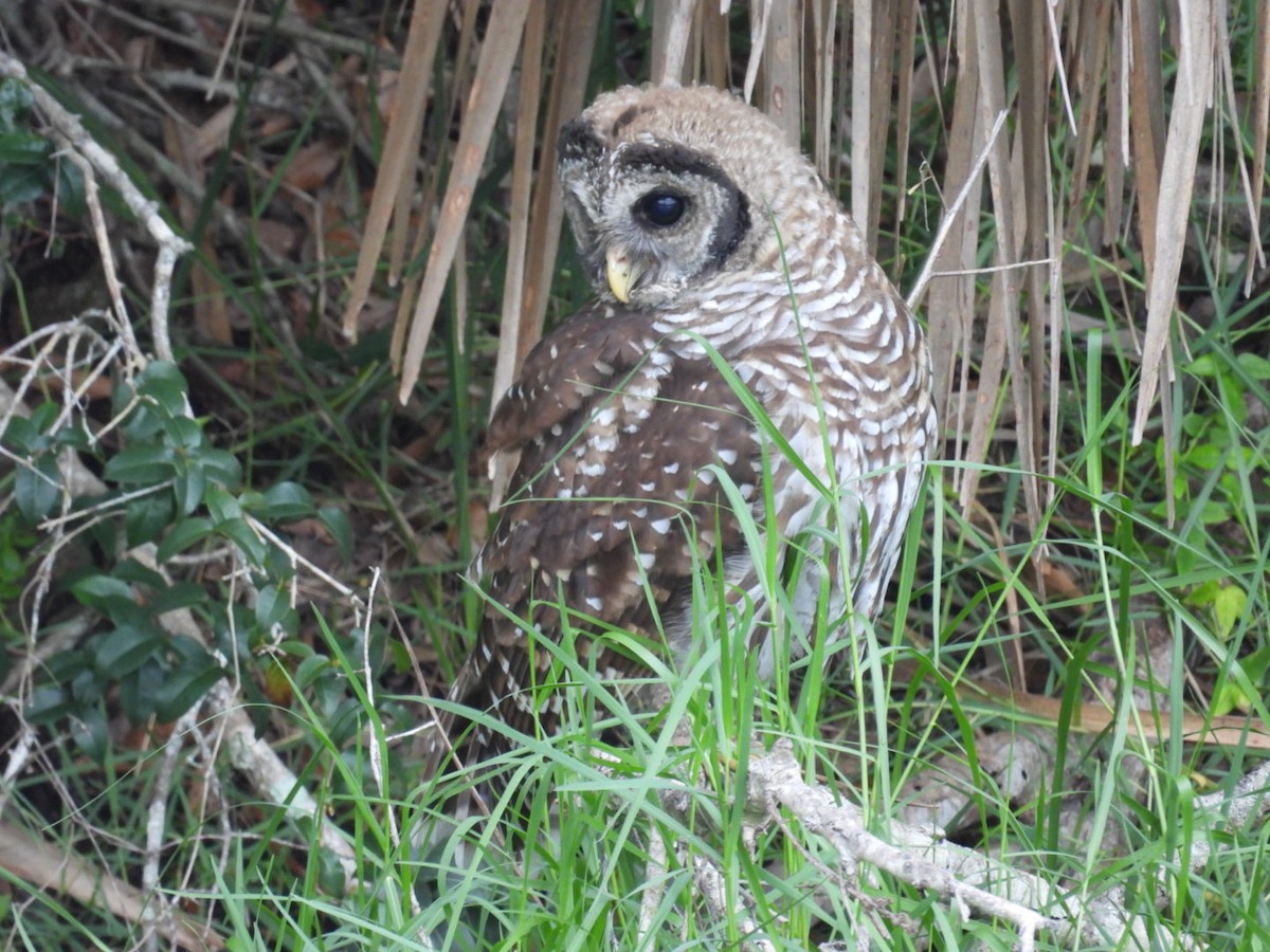 Barred Owl - ML620490703