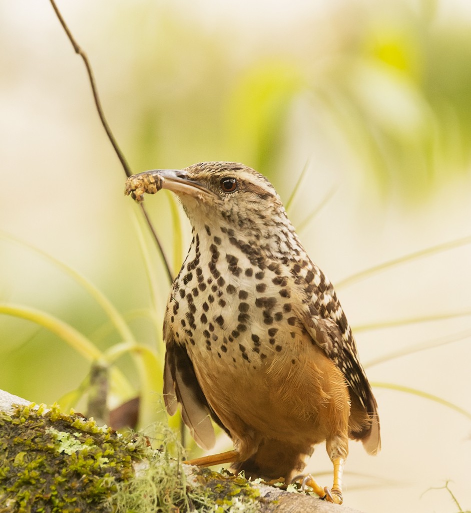 Band-backed Wren - manuel grosselet