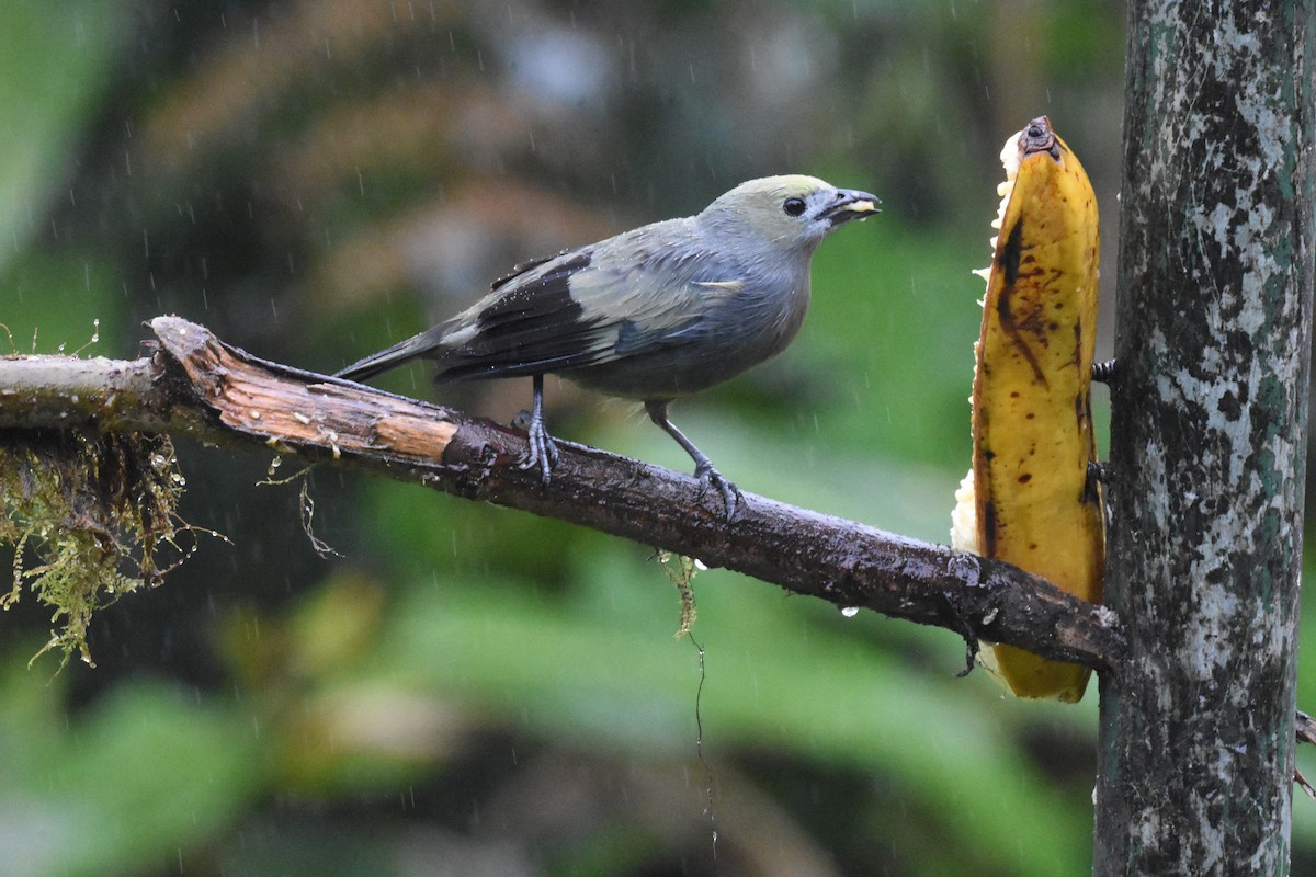 Palm Tanager - ML620490710