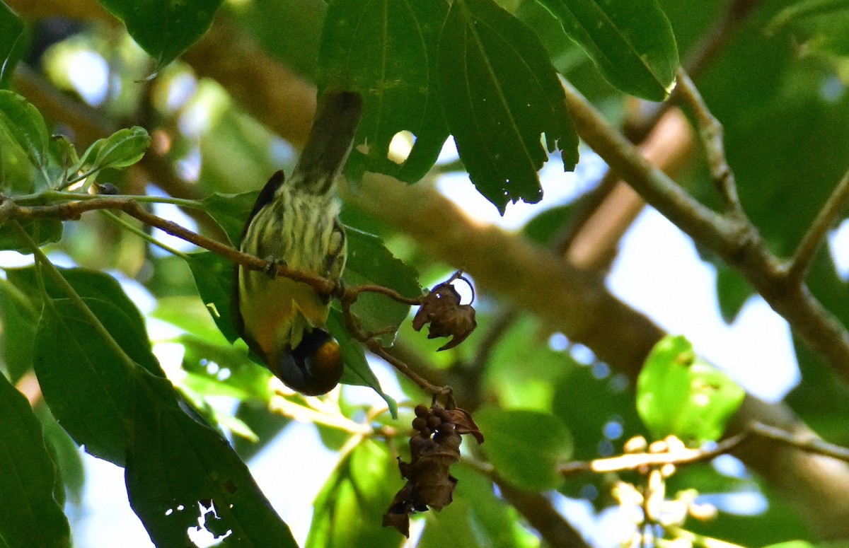 Kırmızı Başlı Barbet - ML620490711