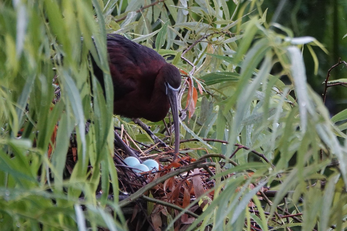 ibis hnědý - ML620490712