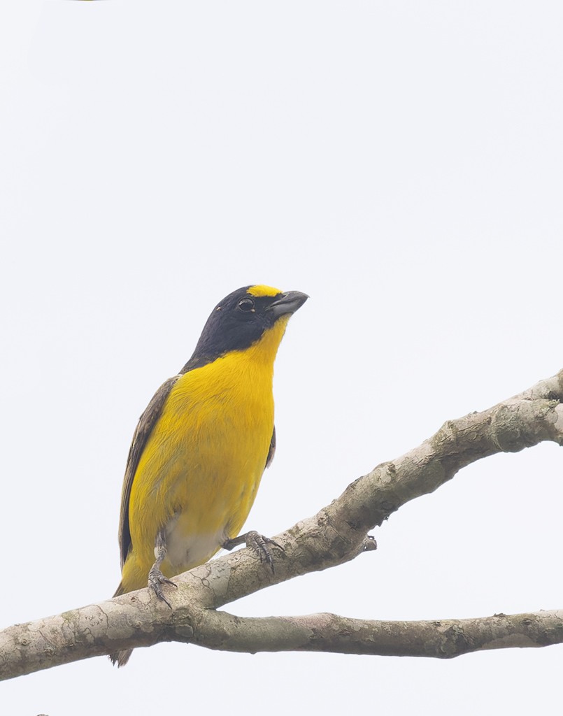 Yellow-throated Euphonia - ML620490713