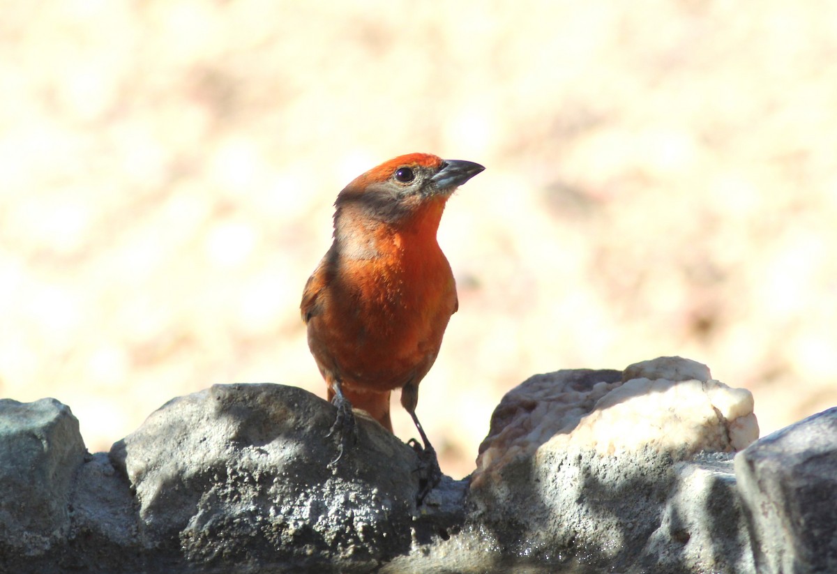 Hepatic Tanager - ML620490714