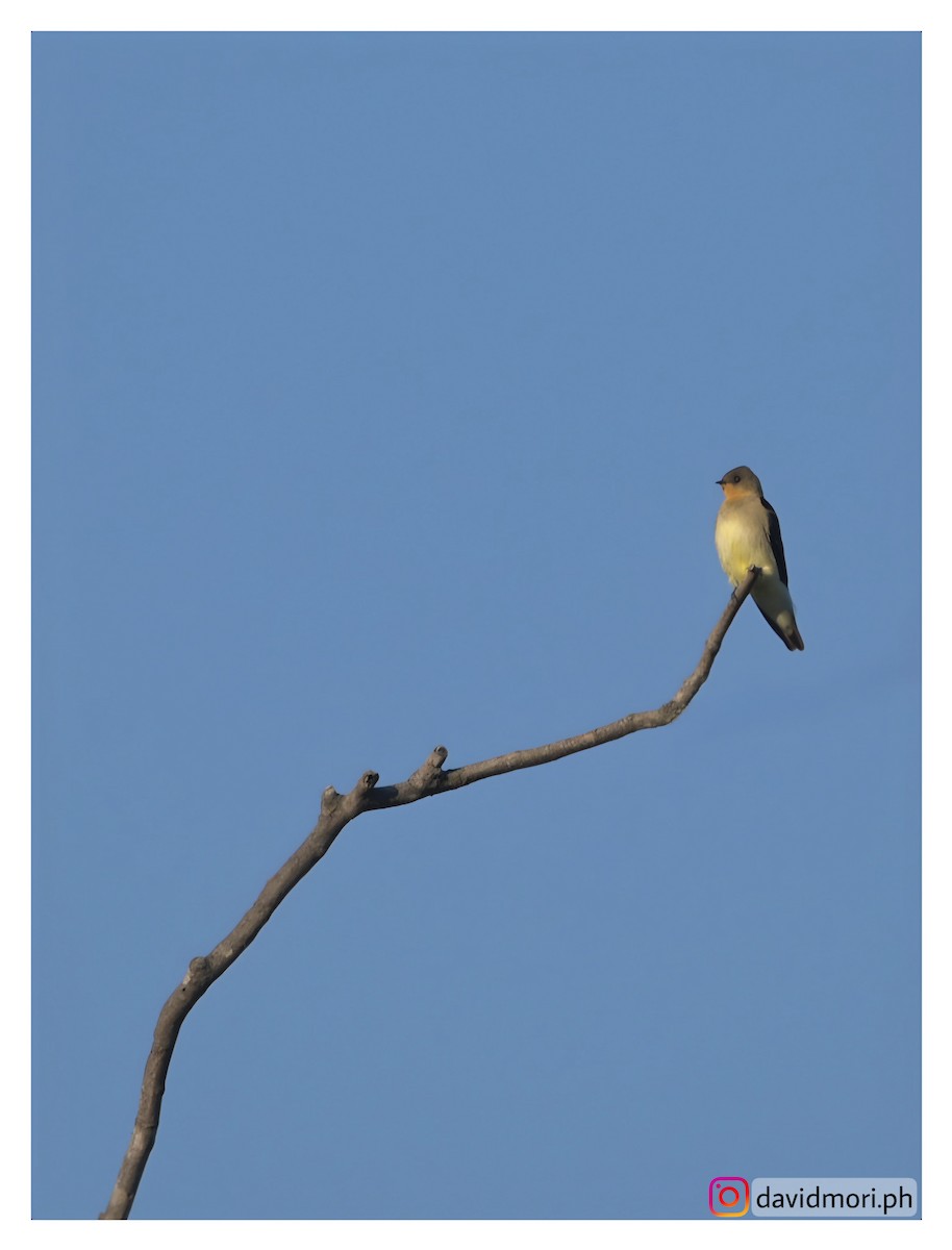 Southern Rough-winged Swallow - ML620490715