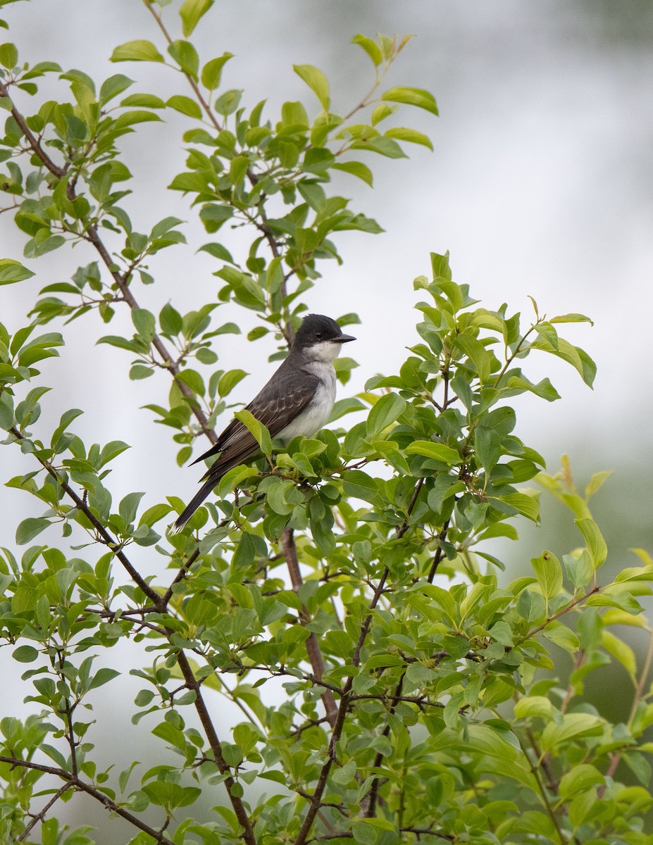 Eastern Kingbird - ML620490718