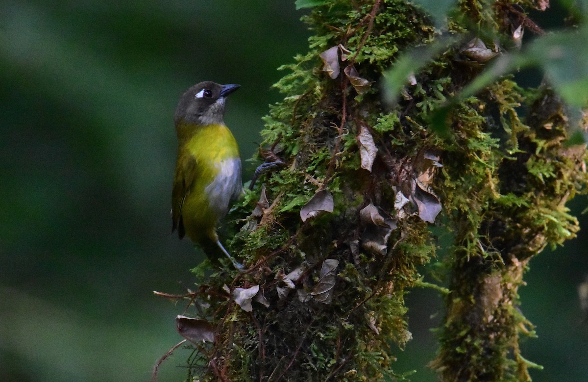 Common Chlorospingus - ML620490722