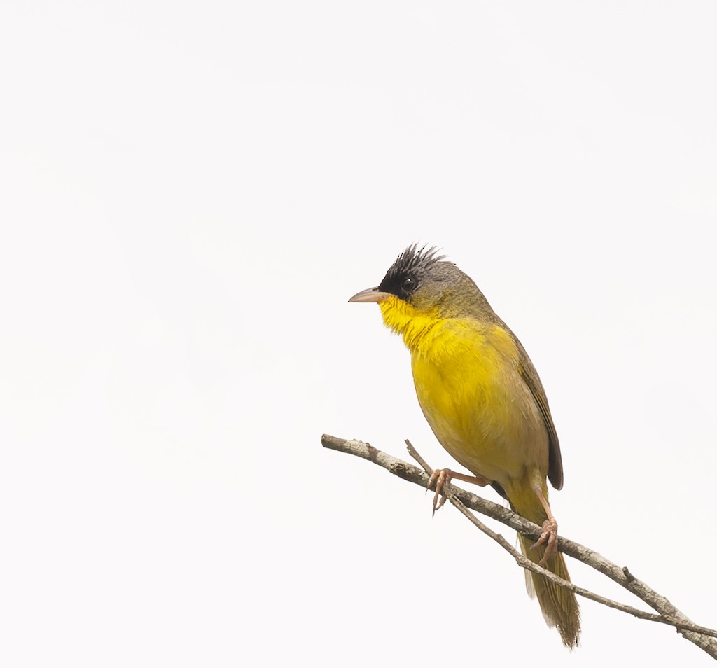 Gray-crowned Yellowthroat - ML620490723