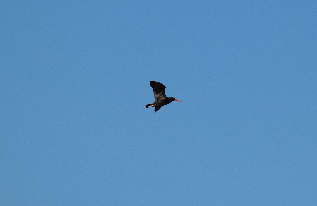 Black Oystercatcher - ML620490724