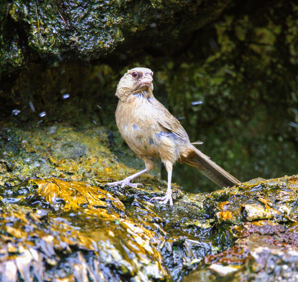 Abert's Towhee - ML620490728