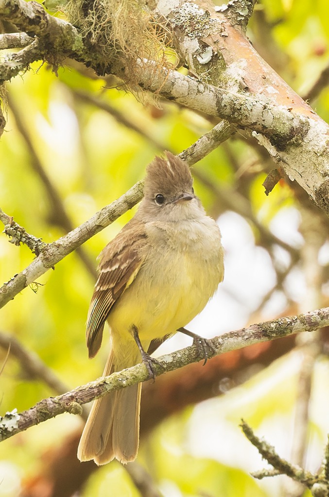 Yellow-bellied Elaenia - ML620490731