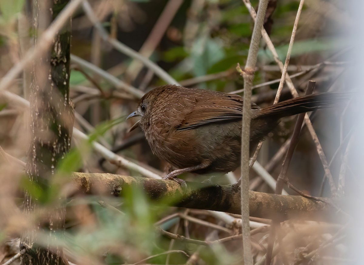 Bhutan Laughingthrush - ML620490734