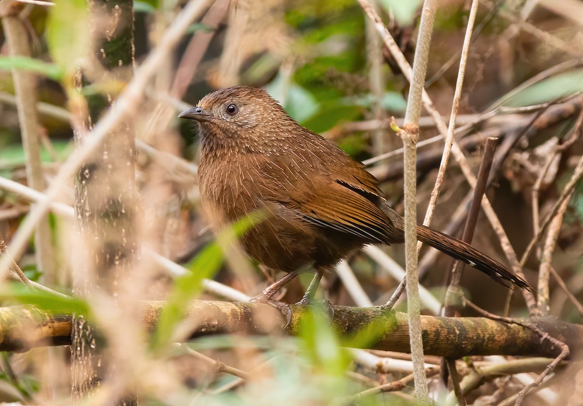 Bhutan Laughingthrush - ML620490736