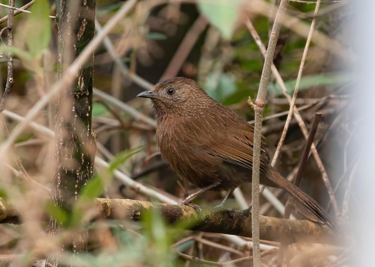 Bhutan Laughingthrush - ML620490737