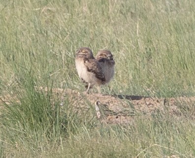 Burrowing Owl - ML620490739