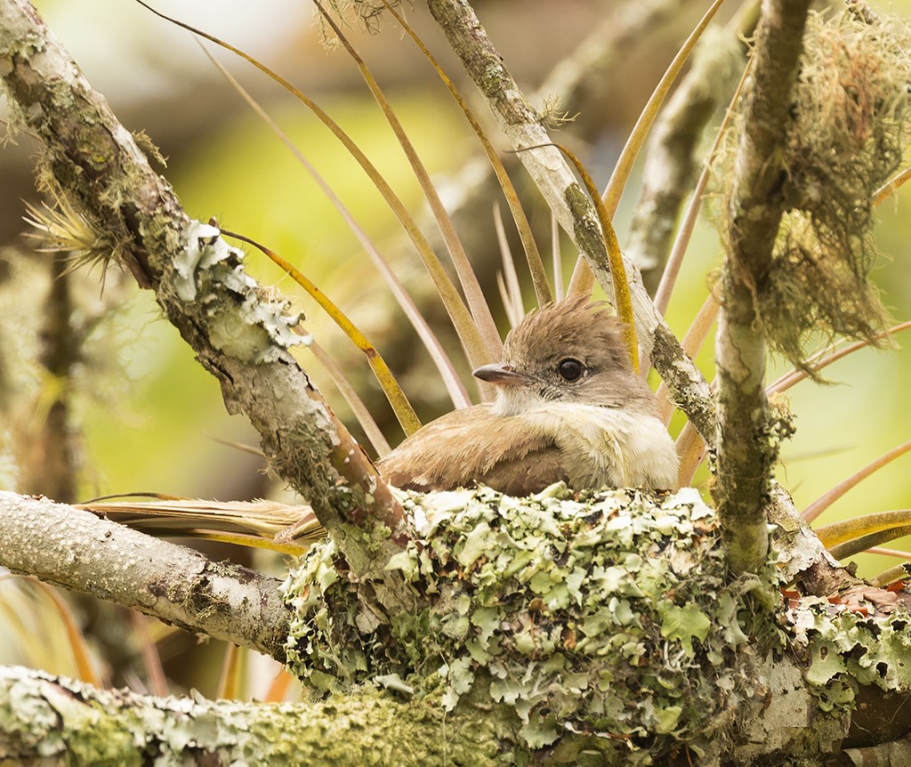 Yellow-bellied Elaenia - ML620490740