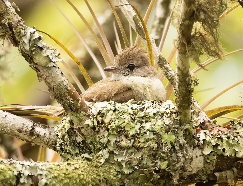 Yellow-bellied Elaenia - ML620490741