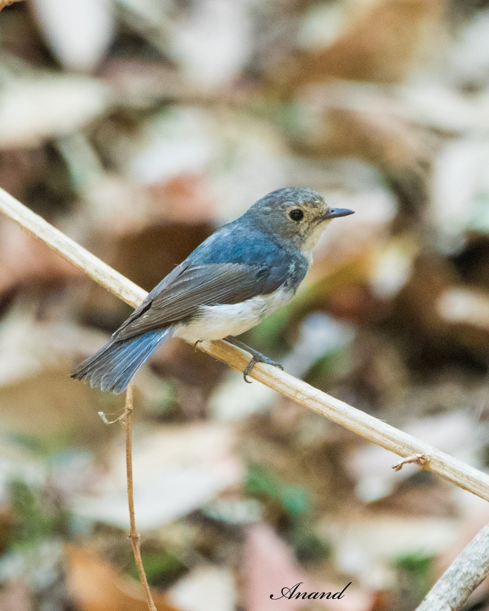 Ultramarine Flycatcher - Anand Singh