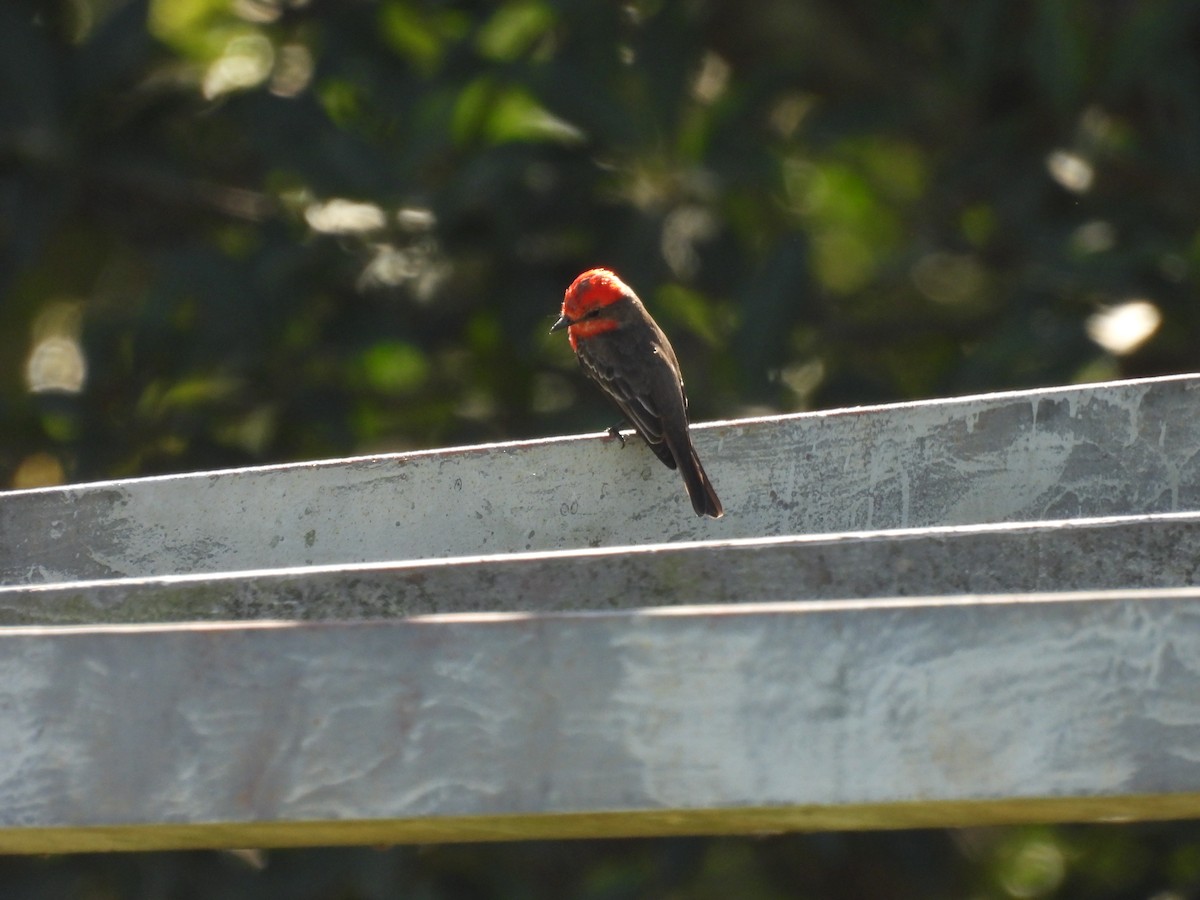 Vermilion Flycatcher - Mirian Brasil