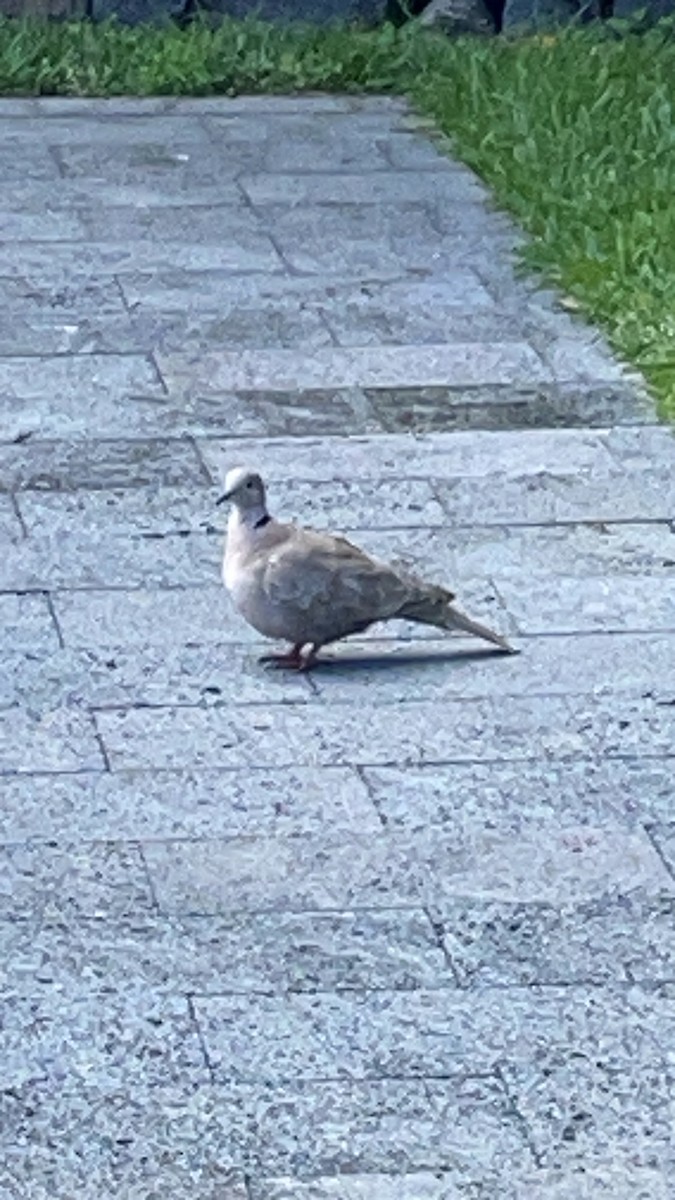 Eurasian Collared-Dove - ML620490751