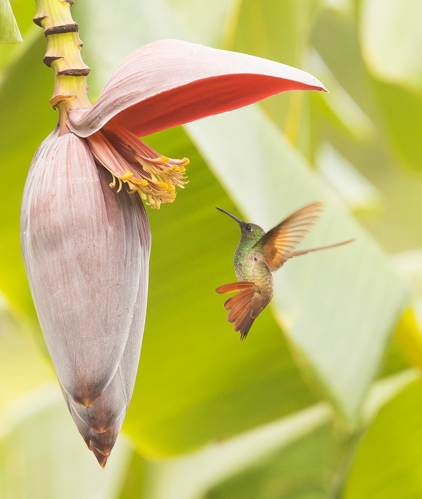 Berylline Hummingbird (Sumichrast's) - ML620490755