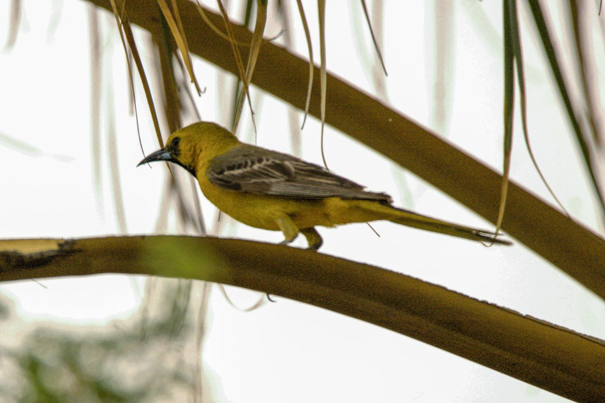 Hooded Oriole - ML620490758