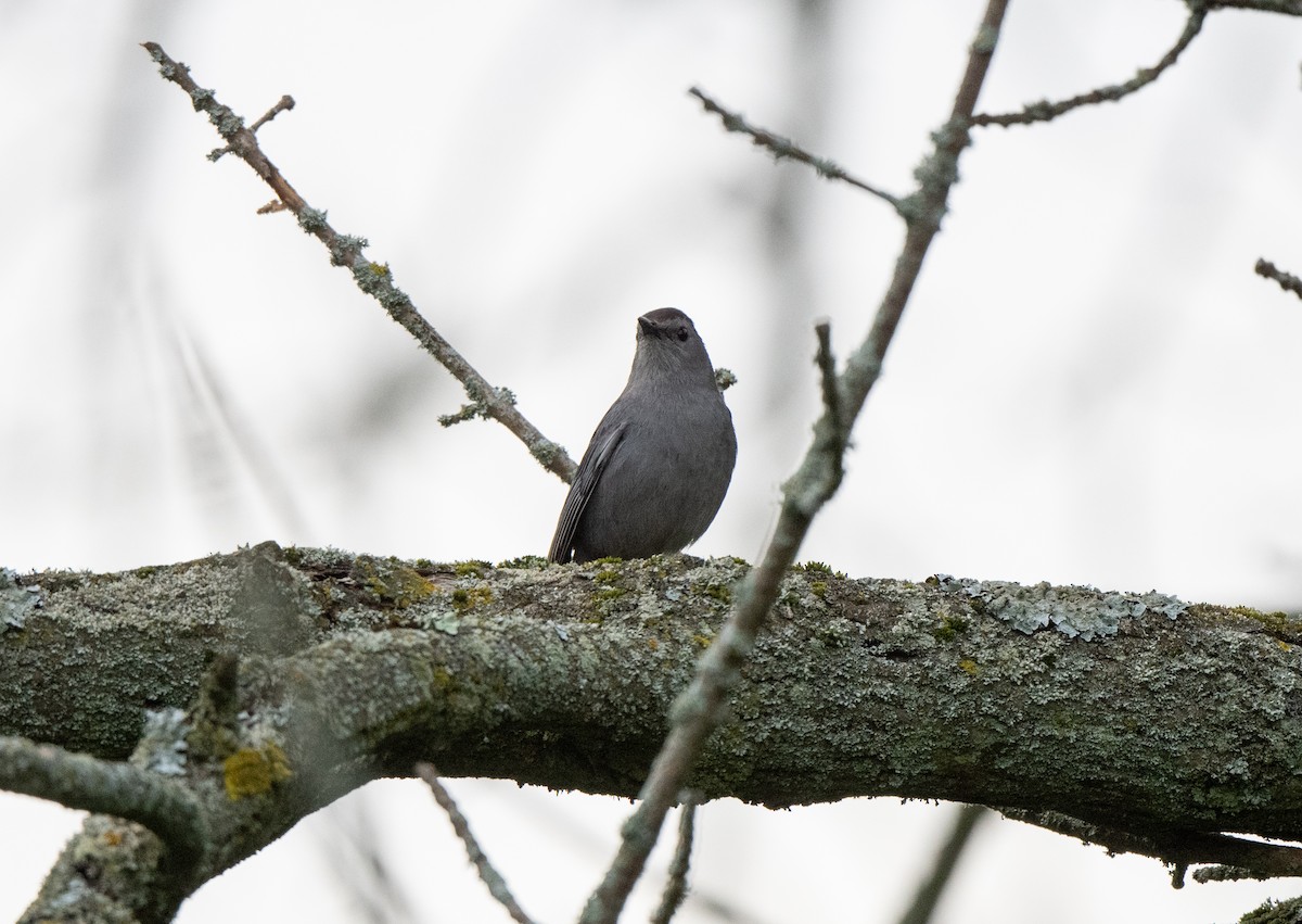 Gray Catbird - ML620490762